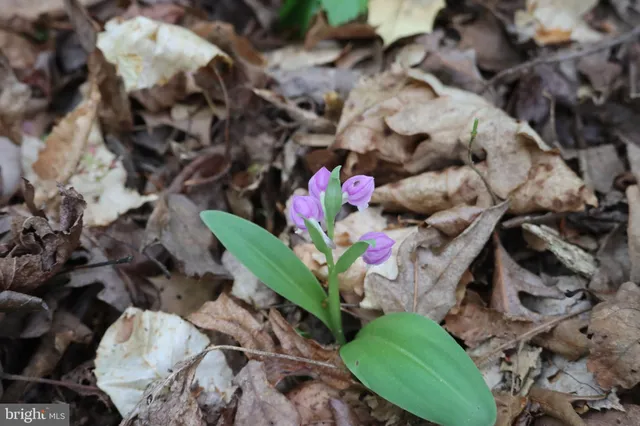 $1,475,000 | 1185 Belle Meade Road, Bumpass, VA 23024