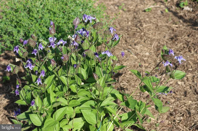 $1,475,000 | 1185 Belle Meade Road, Bumpass, VA 23024