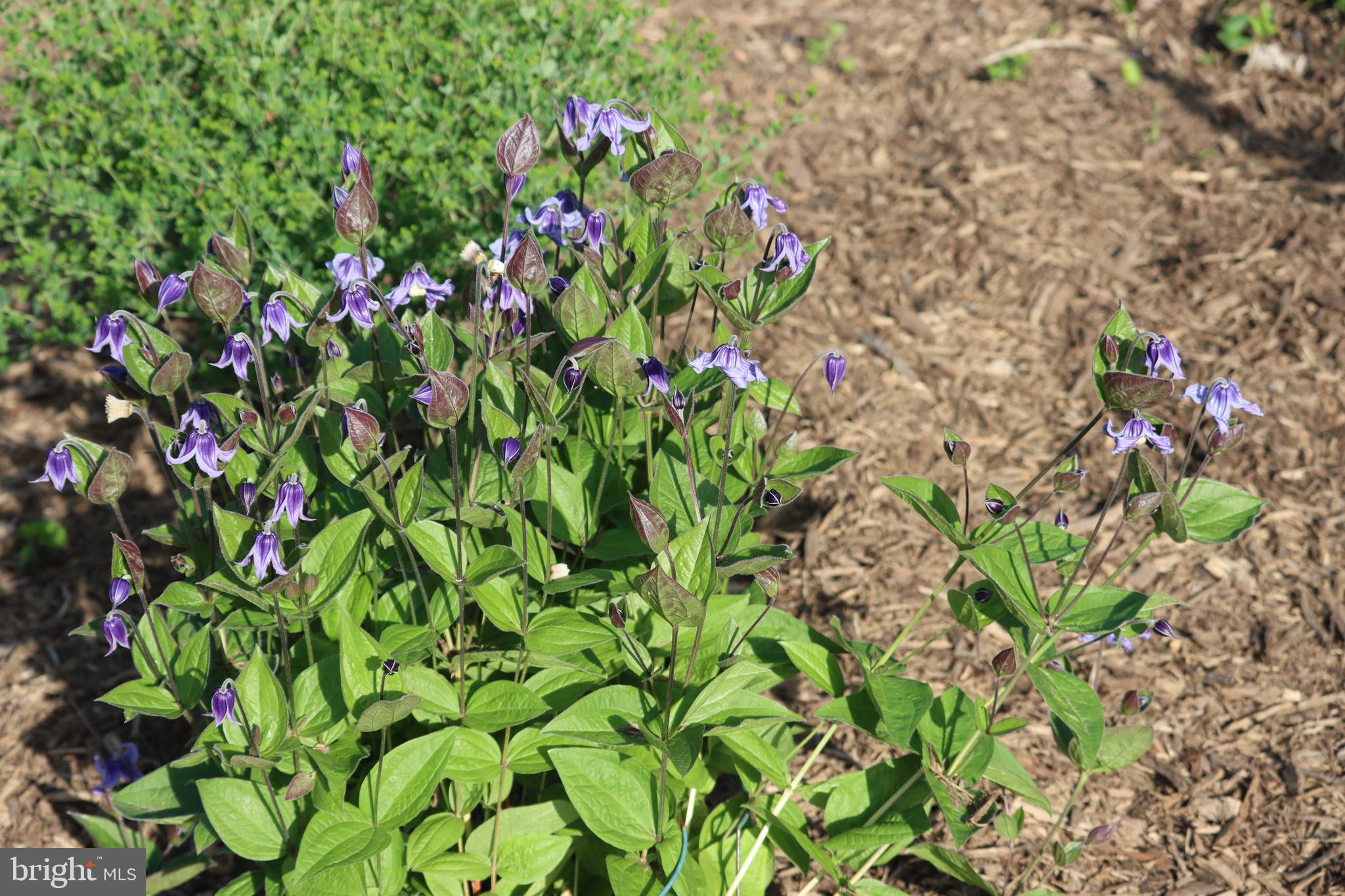 1185 Belle Meade Road Bumpass, VA 23024 - Photo 108 of 116