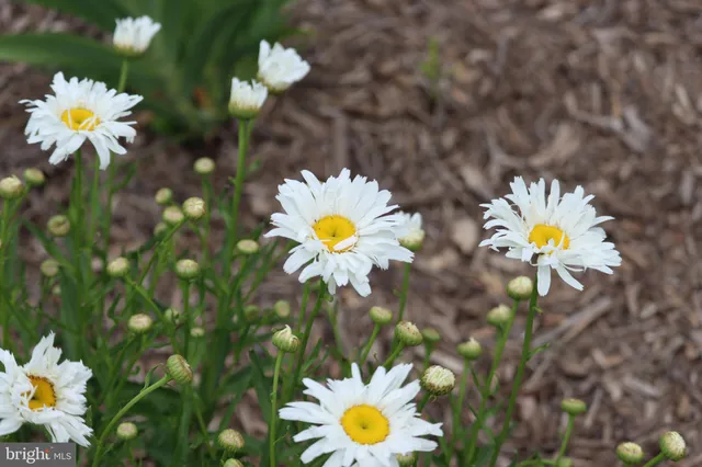 $1,475,000 | 1185 Belle Meade Road, Bumpass, VA 23024