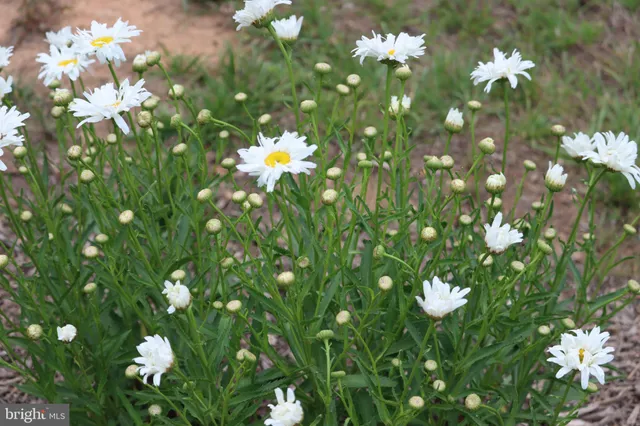 $1,475,000 | 1185 Belle Meade Road, Bumpass, VA 23024