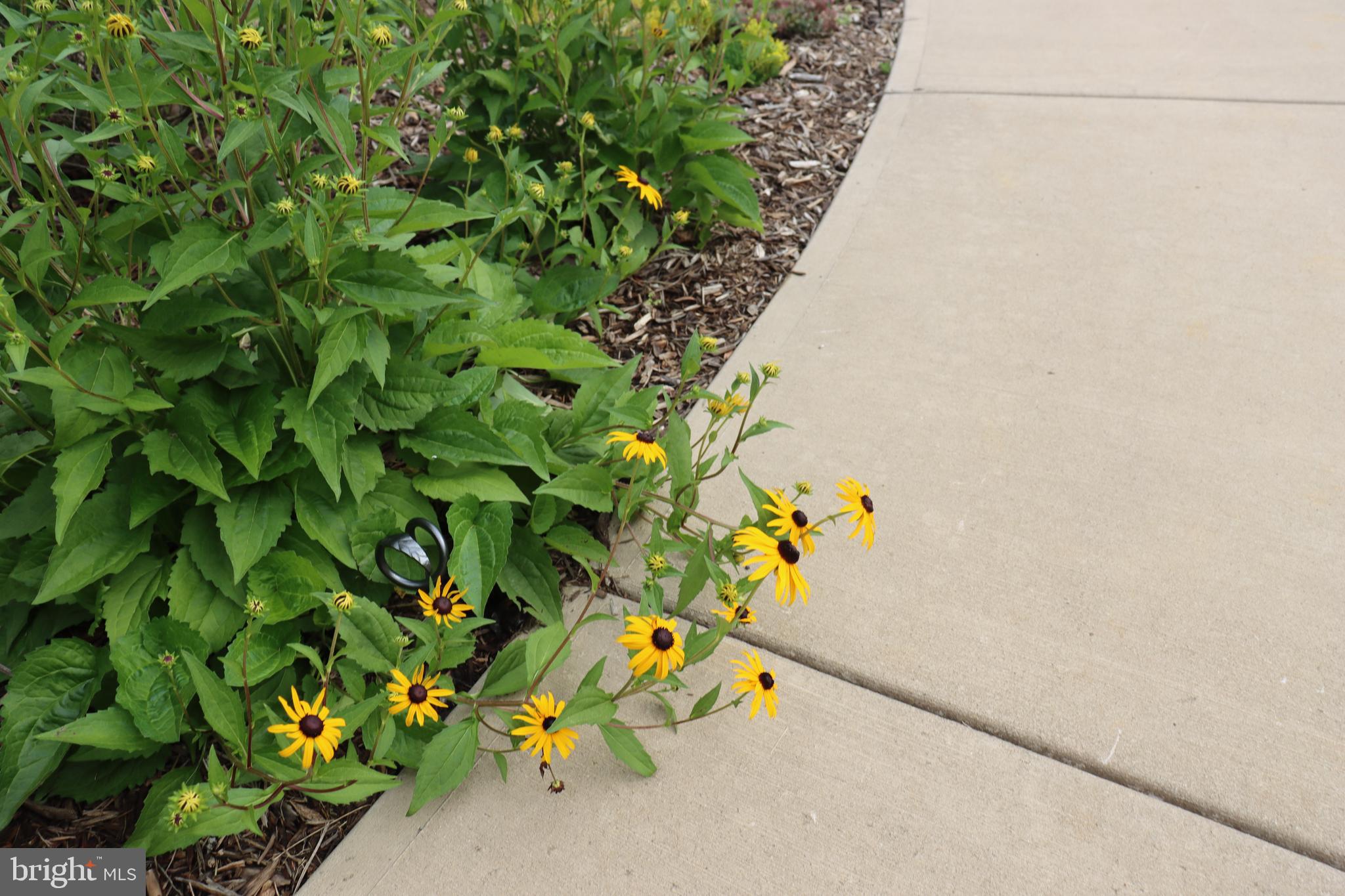 1185 Belle Meade Road Bumpass, VA 23024 - Photo 115 of 116 a view of a plant with a plant