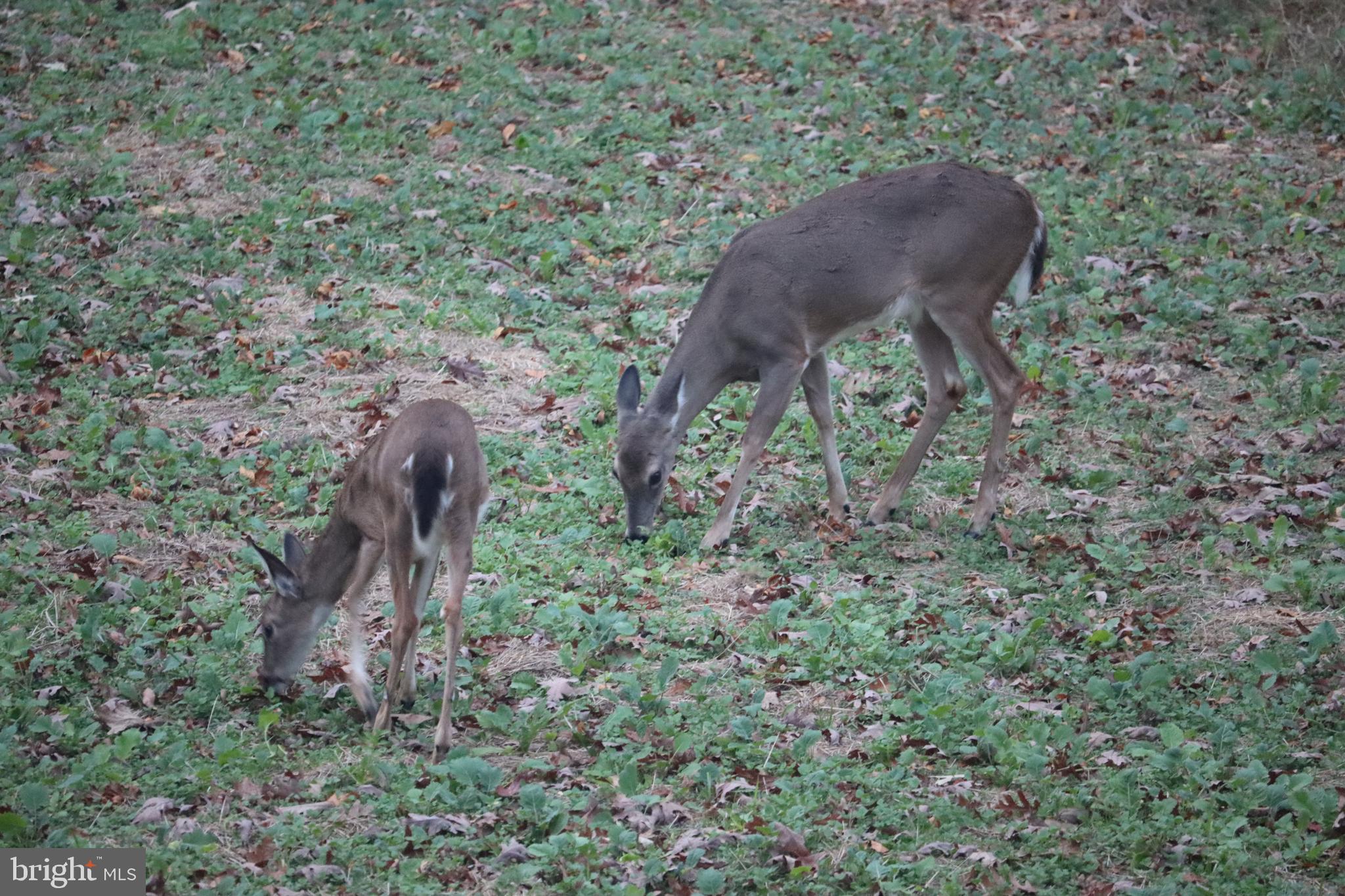 1185 Belle Meade Road Bumpass, VA 23024 - Photo 116 of 116
