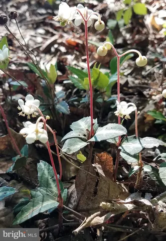 $1,475,000 | 1185 Belle Meade Road, Bumpass, VA 23024