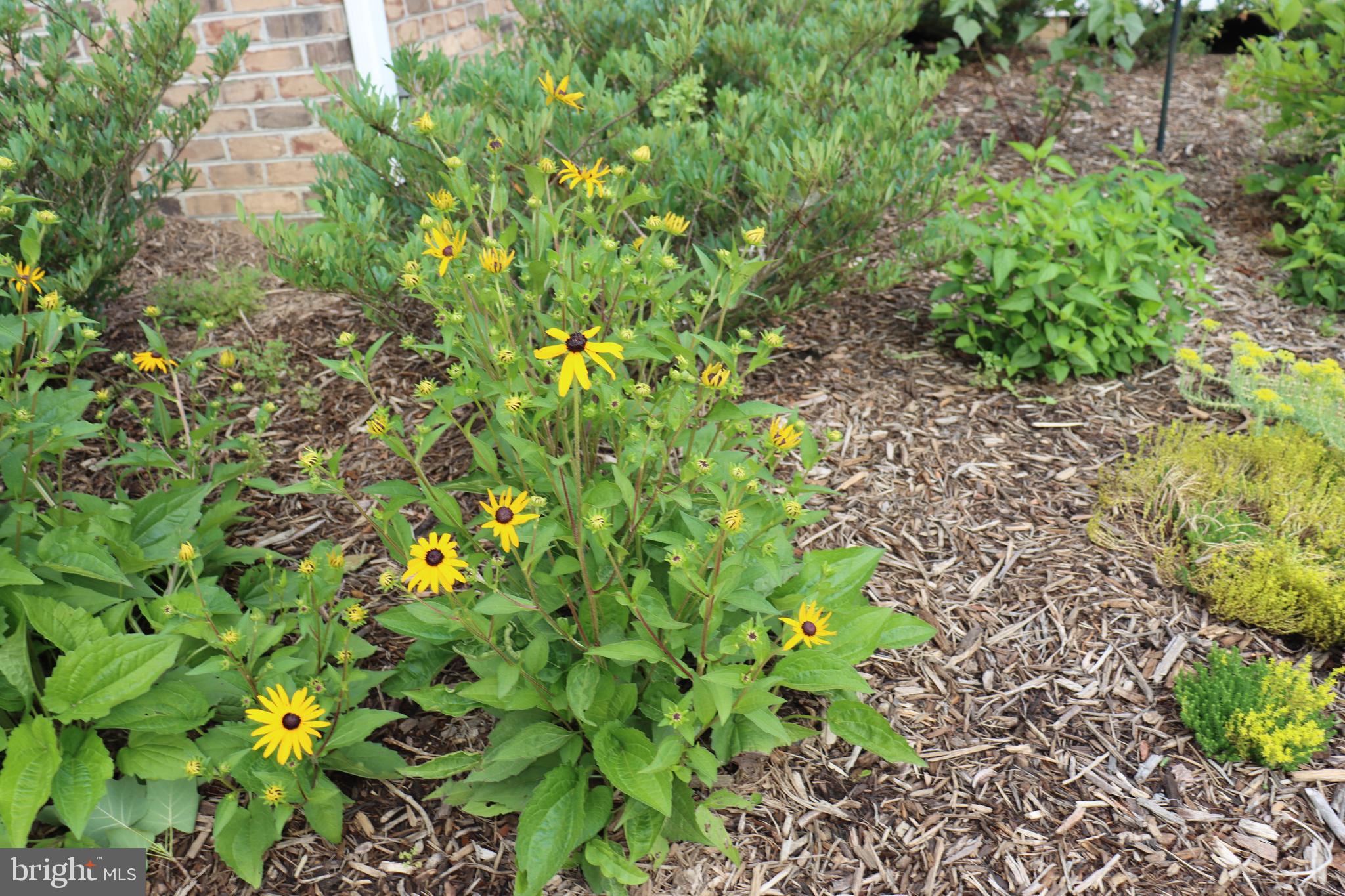 1185 Belle Meade Road Bumpass, VA 23024 - Photo 76 of 116 a view of a garden