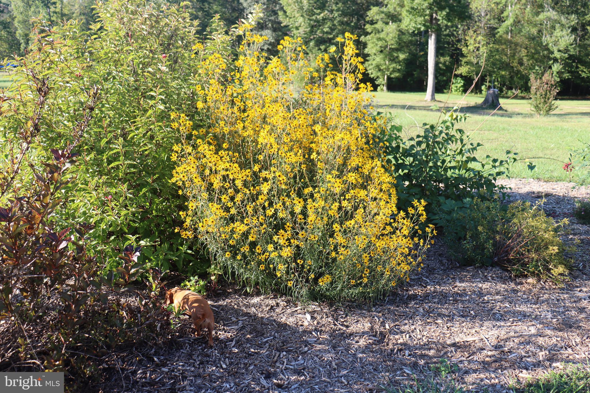 1185 Belle Meade Road Bumpass, VA 23024 - Photo 78 of 116 a view of a yard with plants and trees