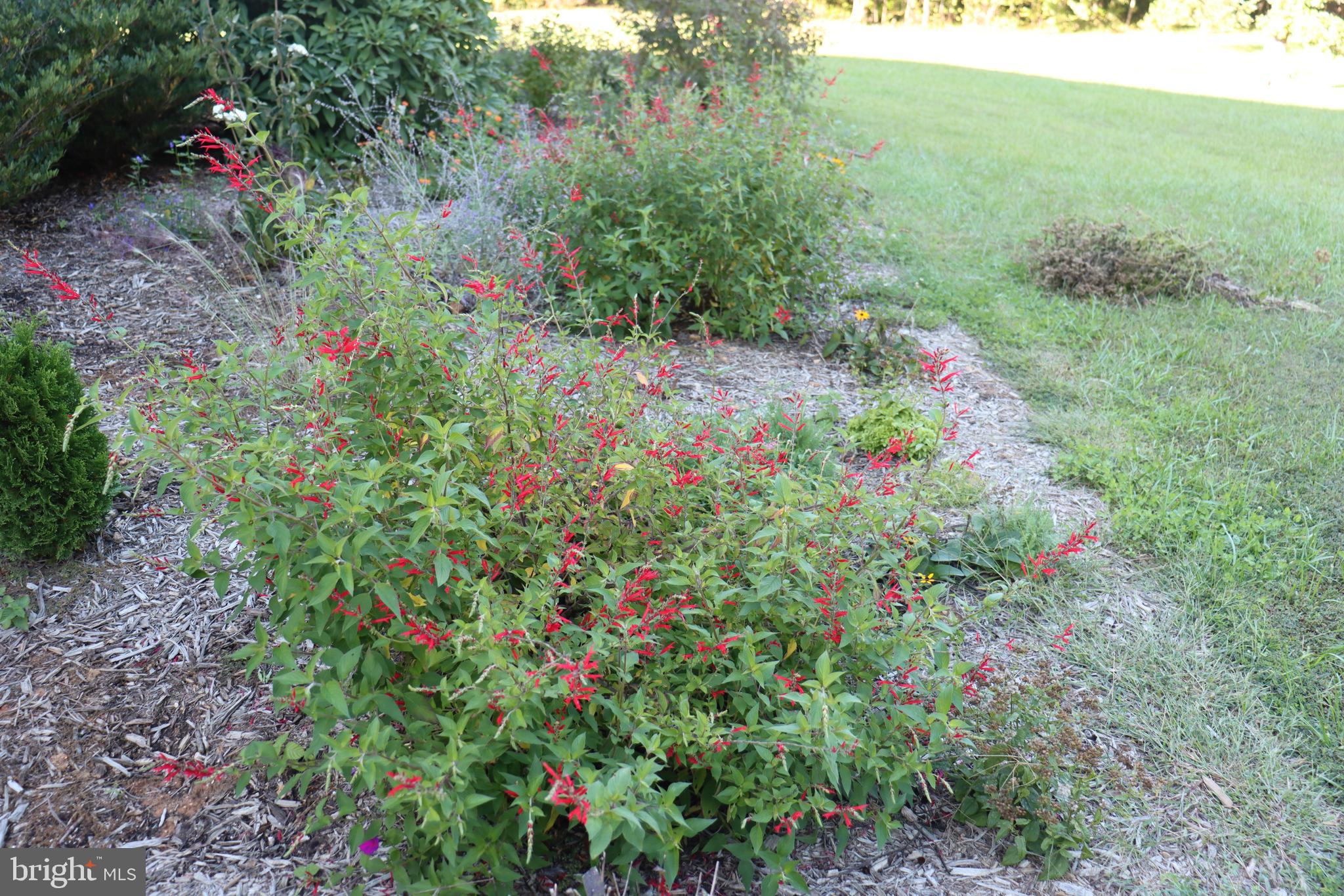 1185 Belle Meade Road Bumpass, VA 23024 - Photo 83 of 116 a view of a flower in a garden
