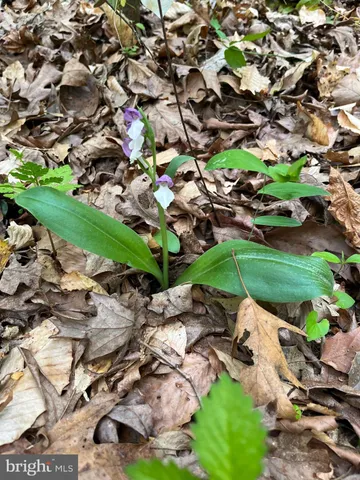 $1,475,000 | 1185 Belle Meade Road, Bumpass, VA 23024