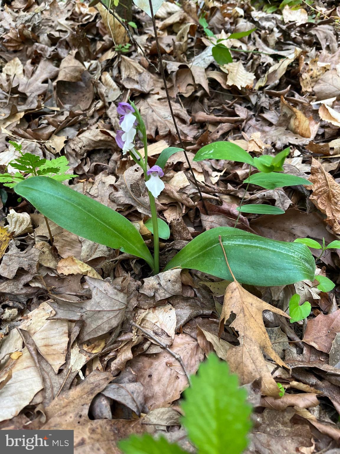 1185 Belle Meade Road Bumpass, VA 23024 - Photo 95 of 116 a view of a street with a tree