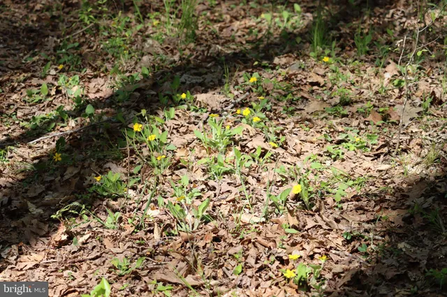 $1,475,000 | 1185 Belle Meade Road, Bumpass, VA 23024