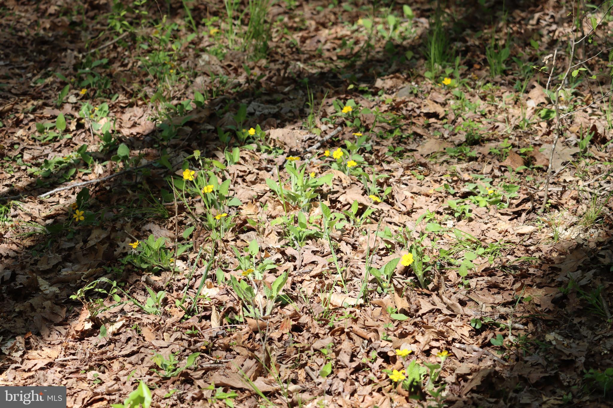 1185 Belle Meade Road Bumpass, VA 23024 - Photo 96 of 116