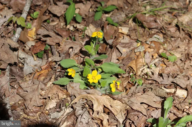 $1,475,000 | 1185 Belle Meade Road, Bumpass, VA 23024