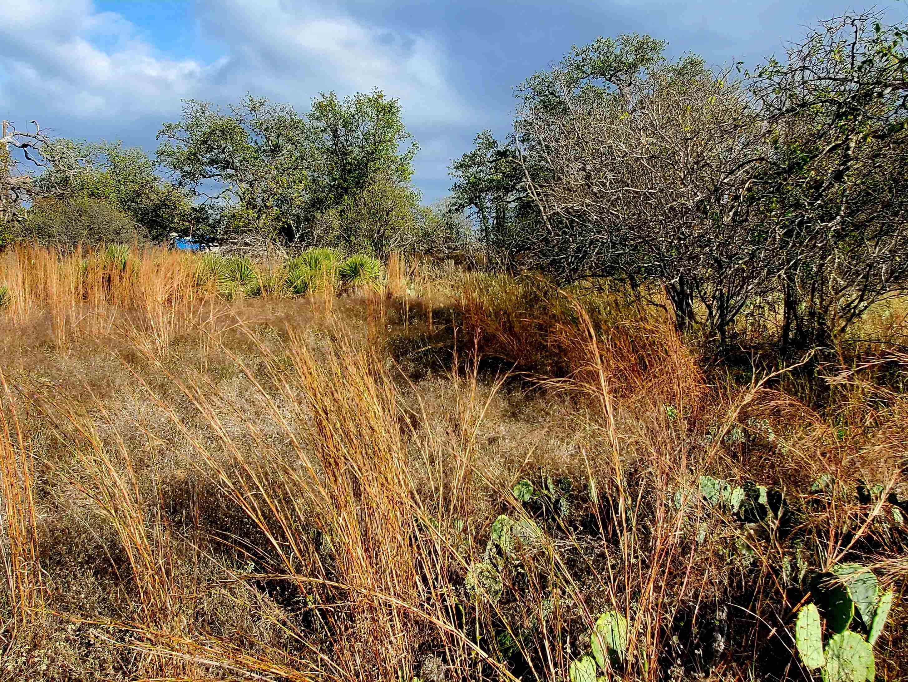 Tbd Drake Kingsland, TX 78639 - Photo 2 of 6 a view of a garden with plants and large trees