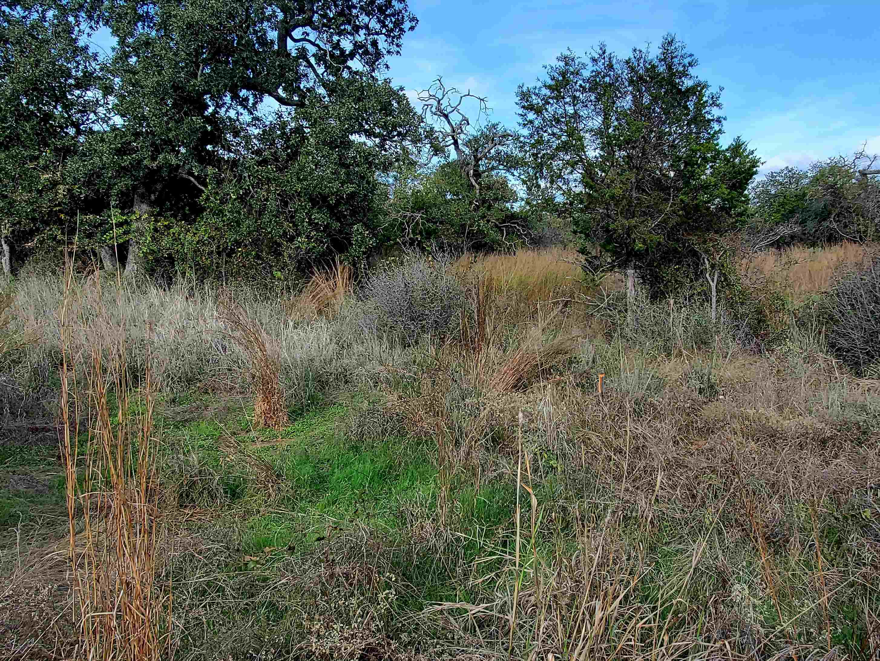 Tbd Drake Kingsland, TX 78639 - Photo 6 of 6 a view of a lake with a tree in the background