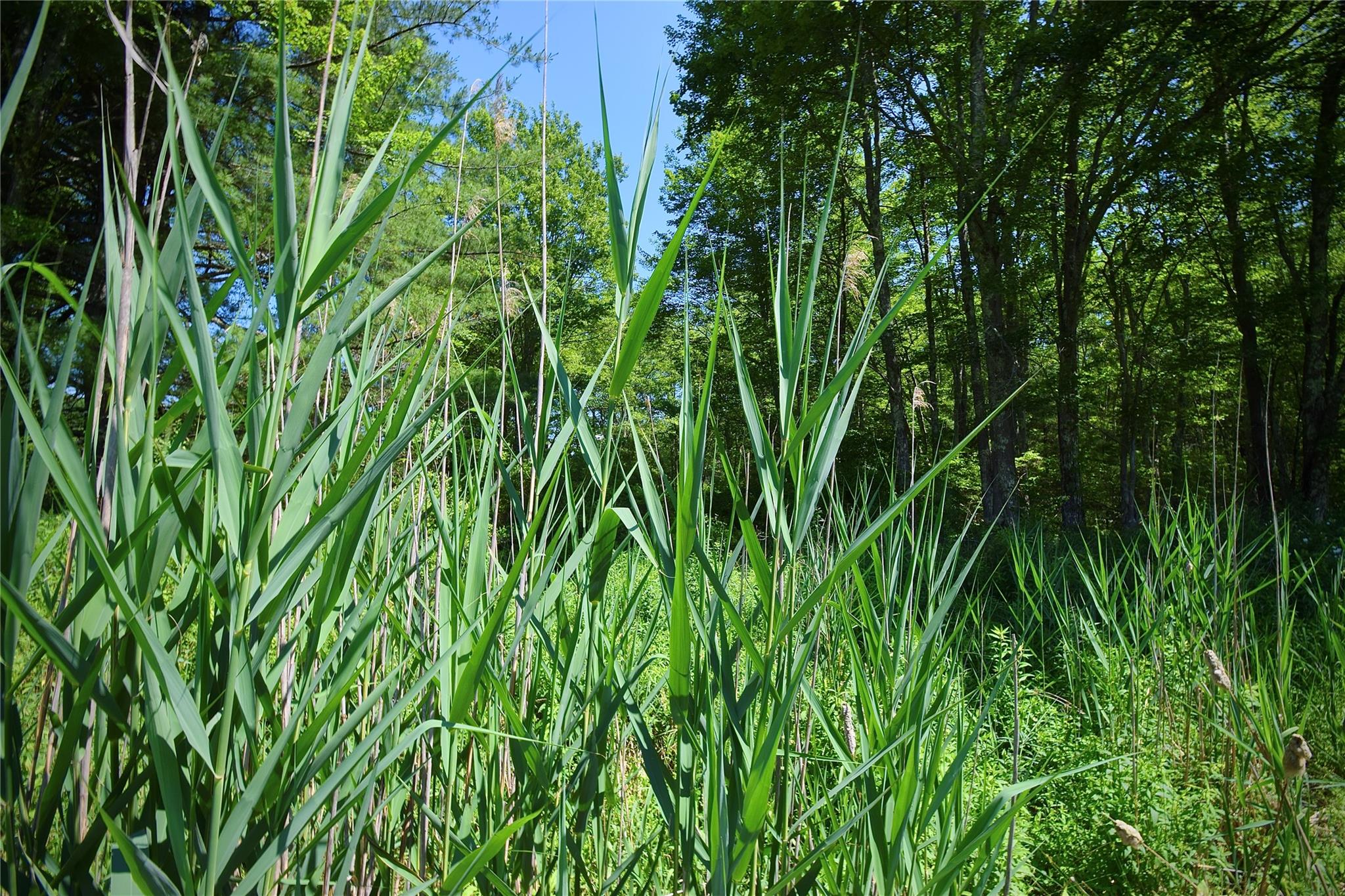 52 Rt Wawarsing, NY 12489 - Photo 17 of 41 a view of a yard