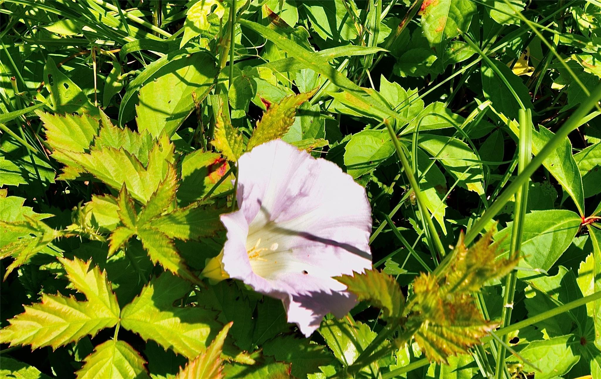 52 Rt Wawarsing, NY 12489 - Photo 40 of 41 a view of flowers