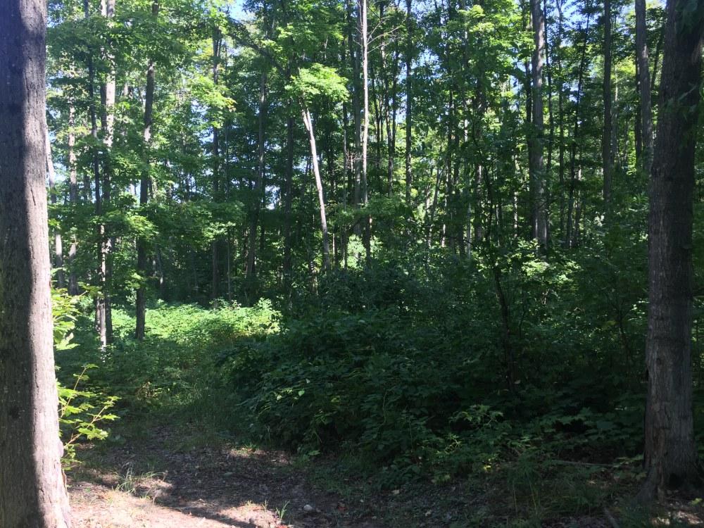 4900 Coash Road Vanderbilt, MI 49795 - Photo 29 of 55 Gallery Image 29