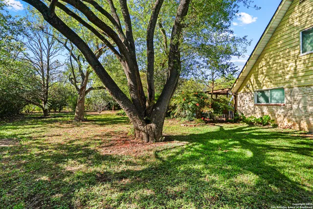a view of a tree in the middle of a yard