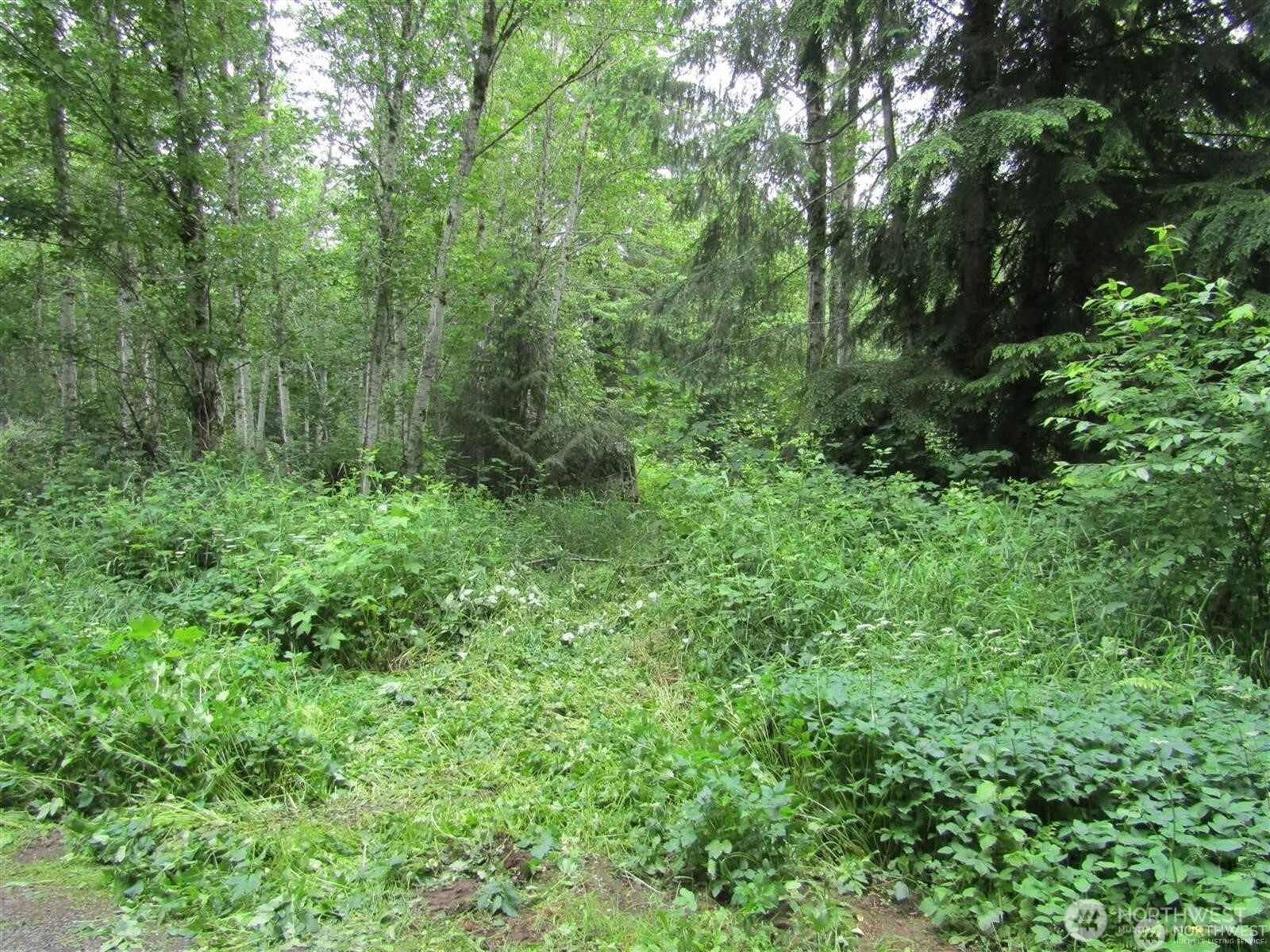 a view of a lush green forest