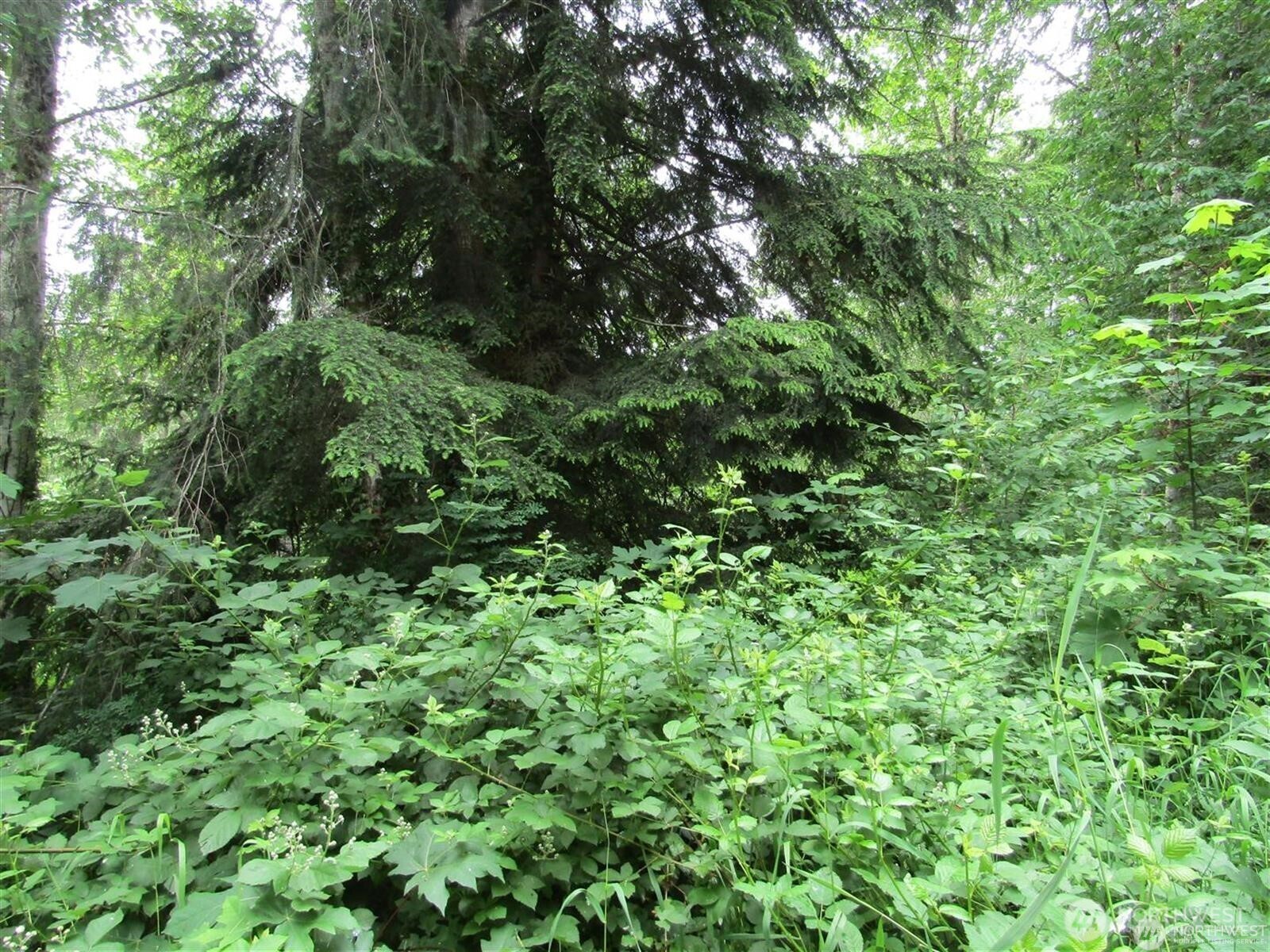 0 Davis Lake Road Morton, WA 98356 - Photo 12 of 29 a view of a lush green forest