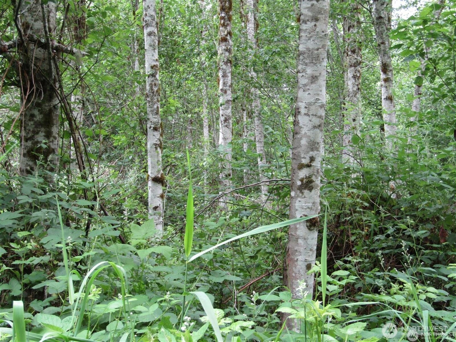 0 Davis Lake Road Morton, WA 98356 - Photo 15 of 29 a view of a lush green forest