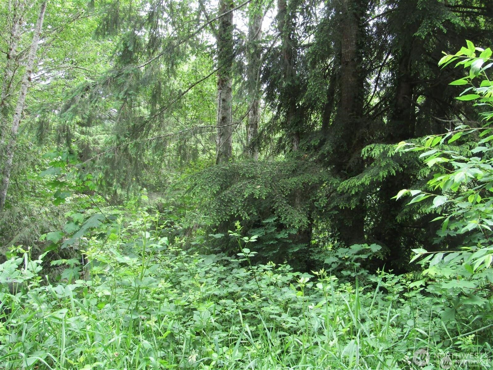 0 Davis Lake Road Morton, WA 98356 - Photo 16 of 29 a view of a lush green forest