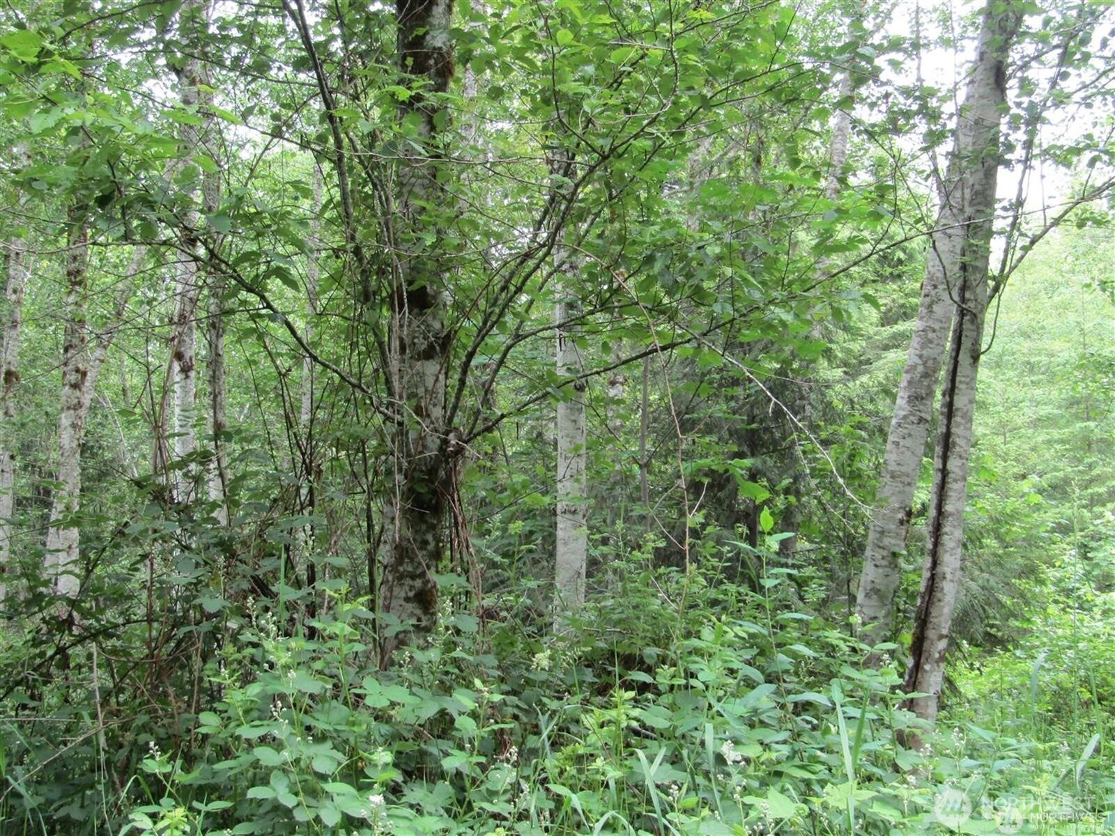 0 Davis Lake Road Morton, WA 98356 - Photo 17 of 29 a view of a lush green forest
