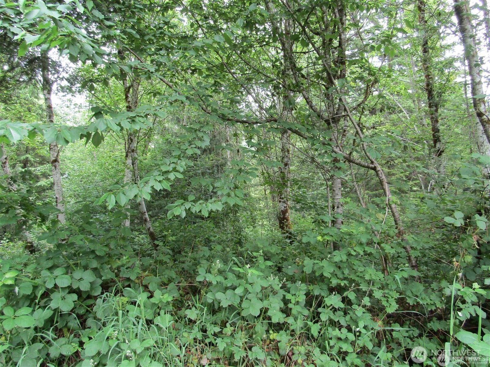 0 Davis Lake Road Morton, WA 98356 - Photo 18 of 29 a view of a lush green forest