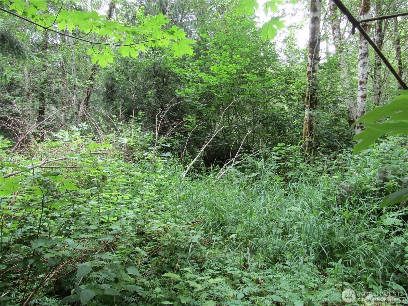 0 Davis Lake Road Morton, WA 98356 - Photo 19 of 29 a view of a lush green forest