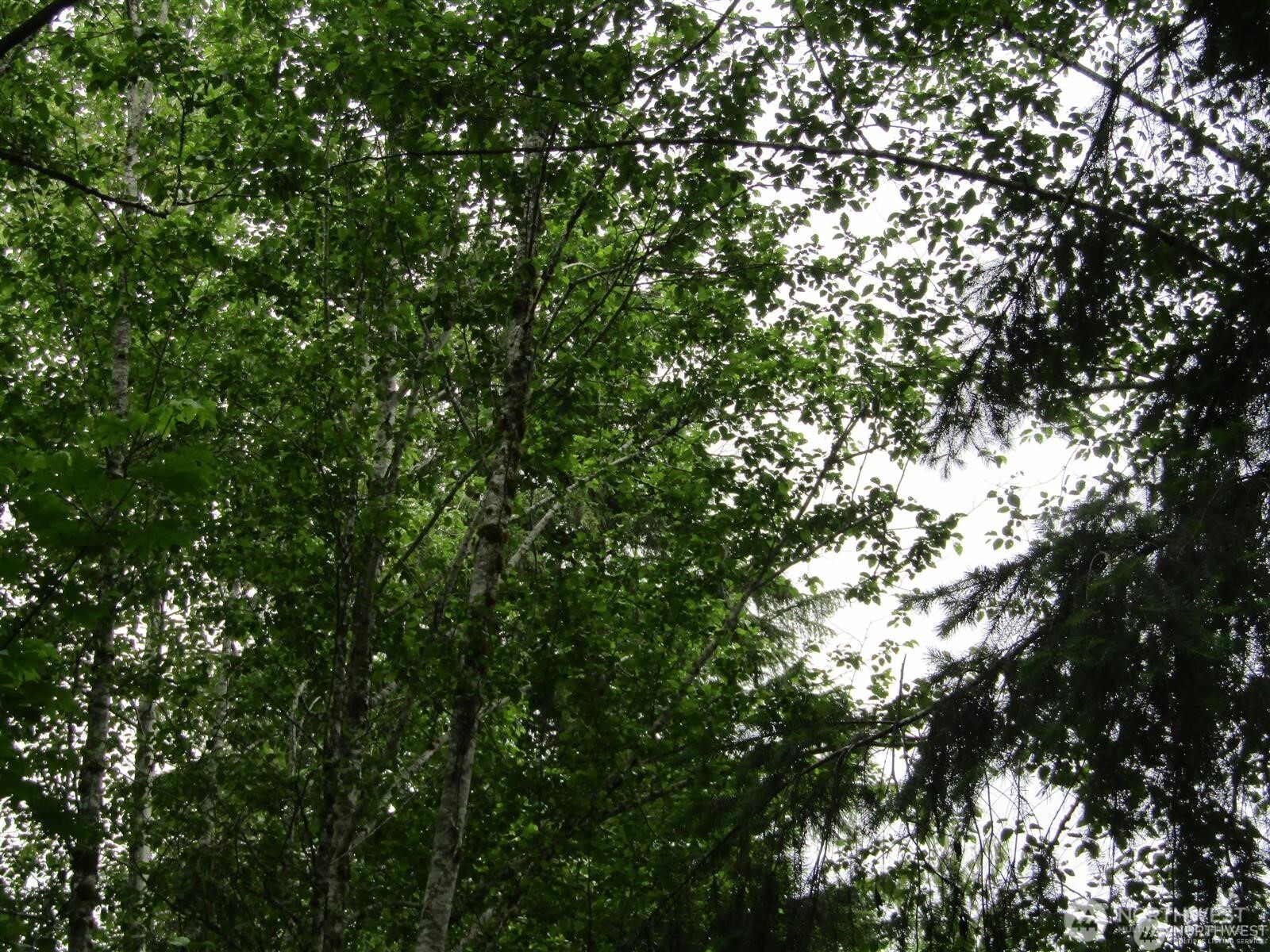 0 Davis Lake Road Morton, WA 98356 - Photo 20 of 29 a view of a tree