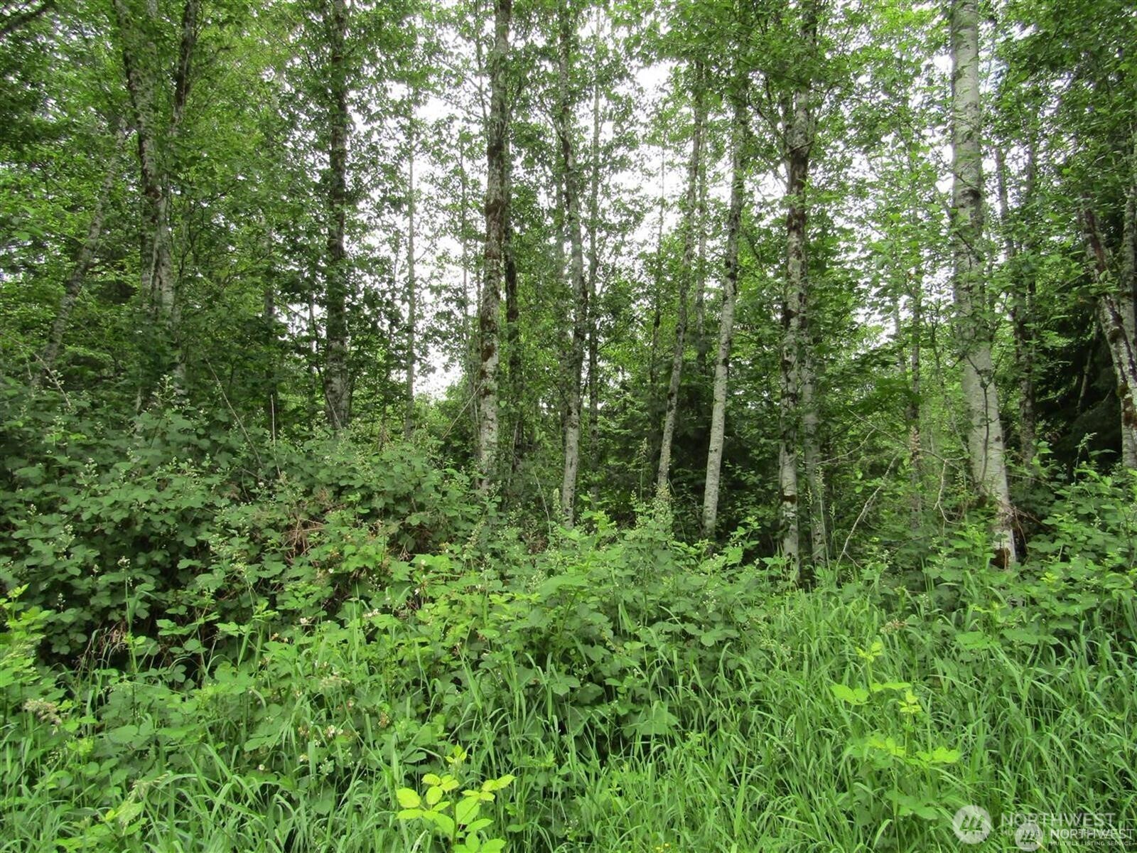 0 Davis Lake Road Morton, WA 98356 - Photo 2 of 29 a view of a lush green forest