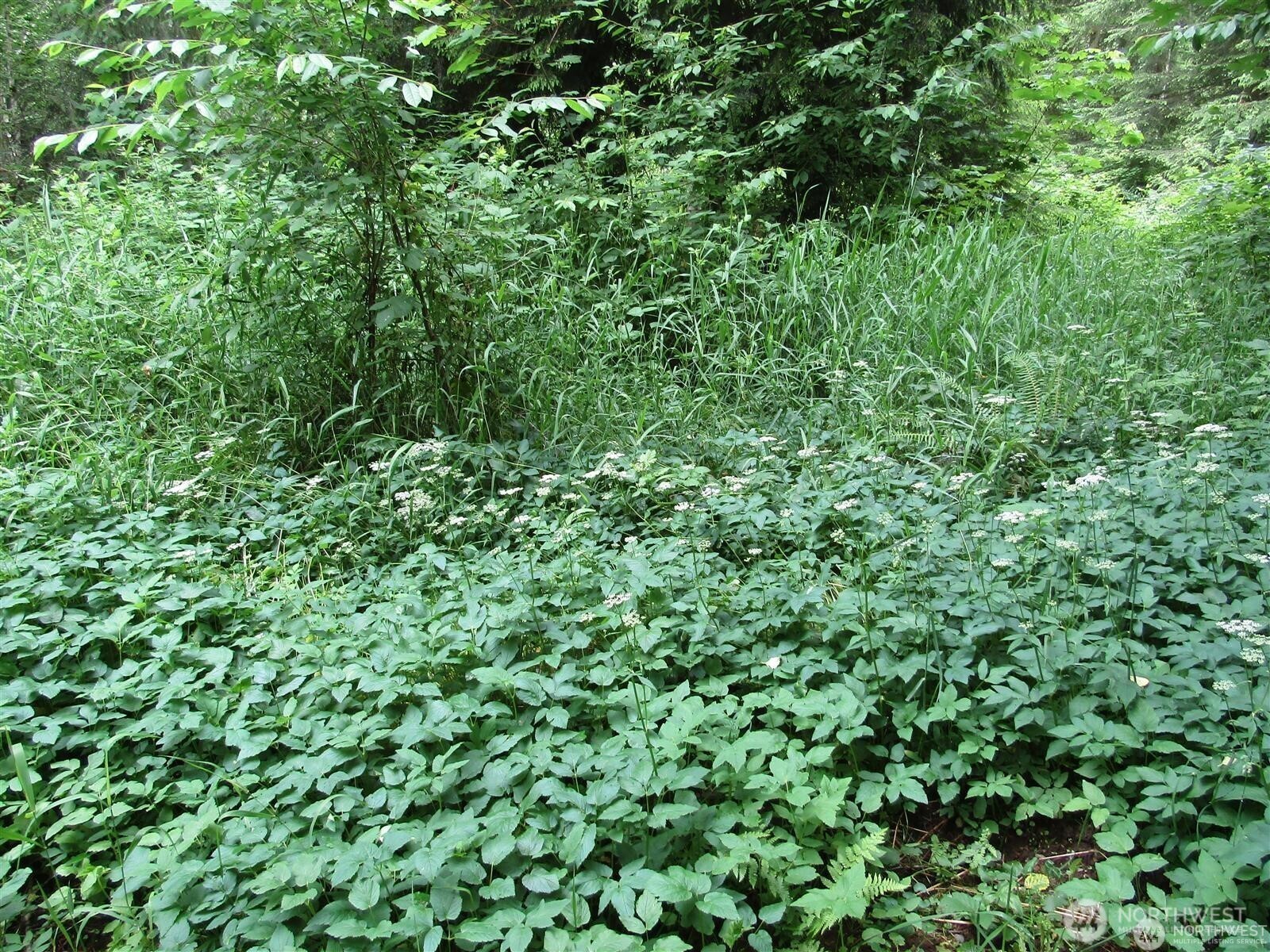 0 Davis Lake Road Morton, WA 98356 - Photo 21 of 29 a view of a lush green forest