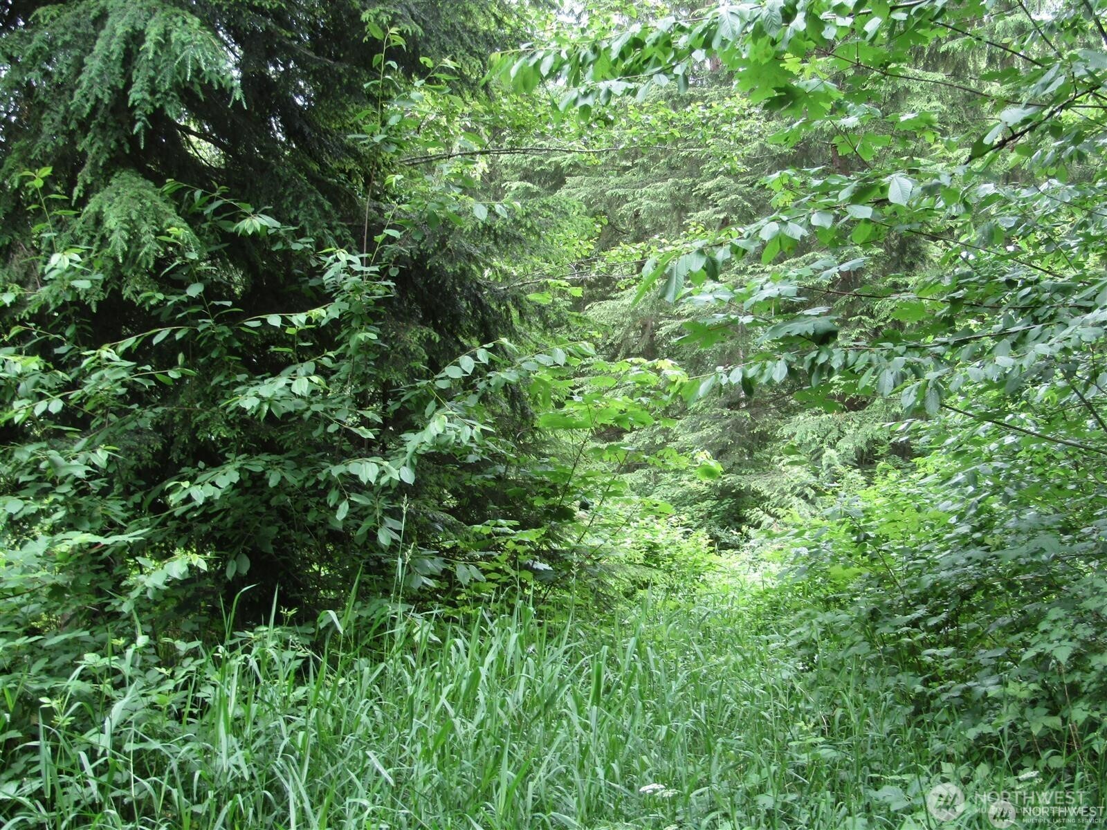 0 Davis Lake Road Morton, WA 98356 - Photo 22 of 29 a view of a lush green forest