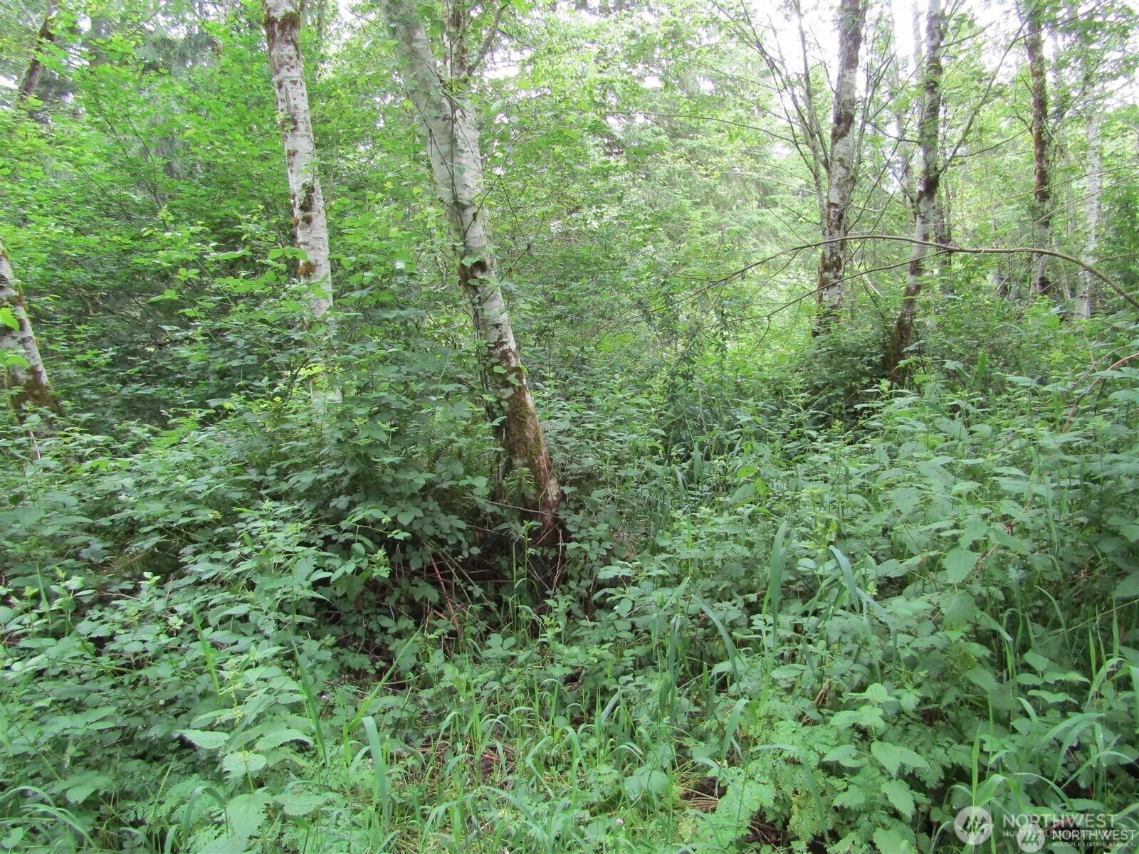 0 Davis Lake Road Morton, WA 98356 - Photo 23 of 29 a view of a lush green forest
