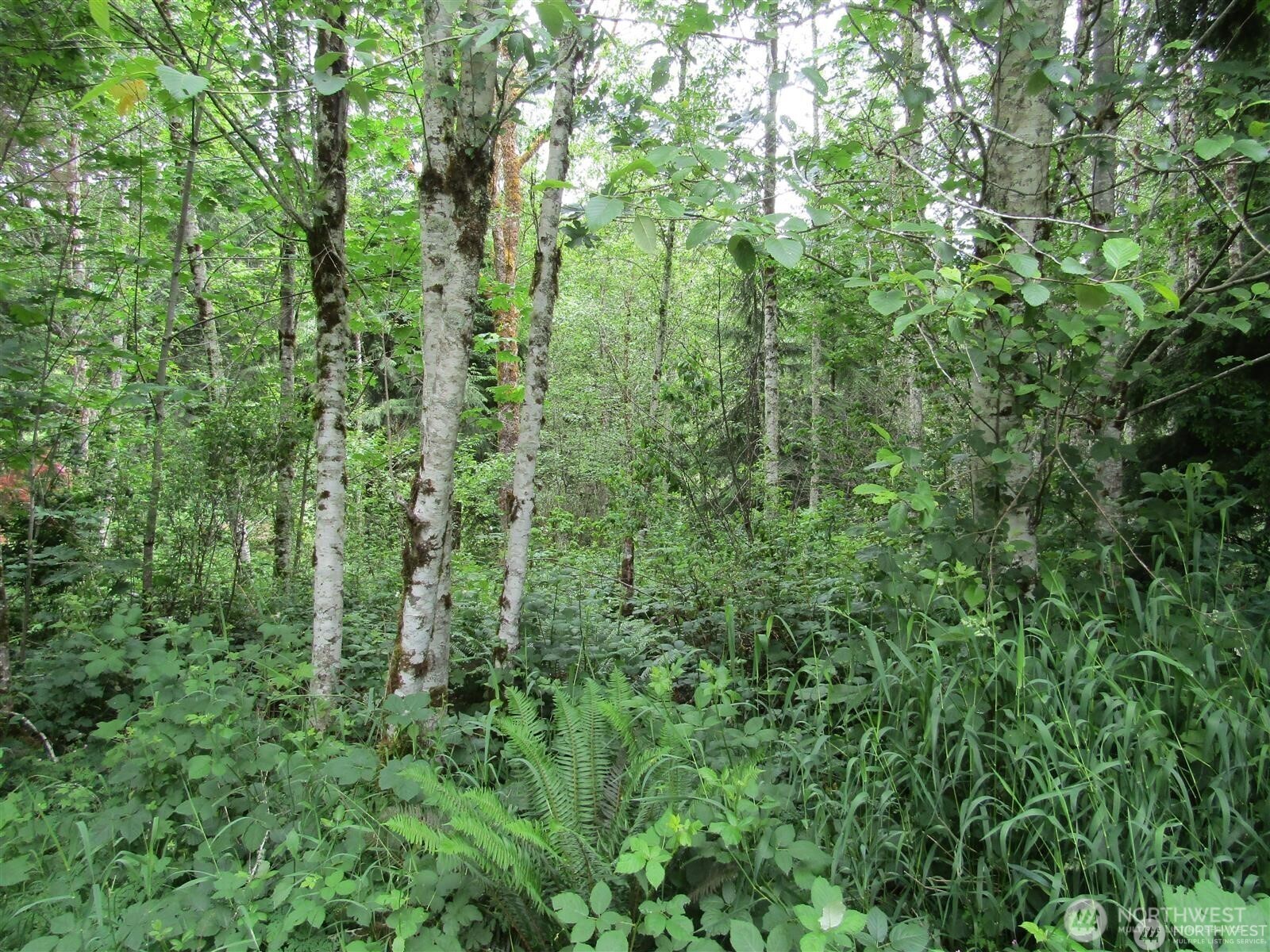 0 Davis Lake Road Morton, WA 98356 - Photo 24 of 29 a view of a lush green forest