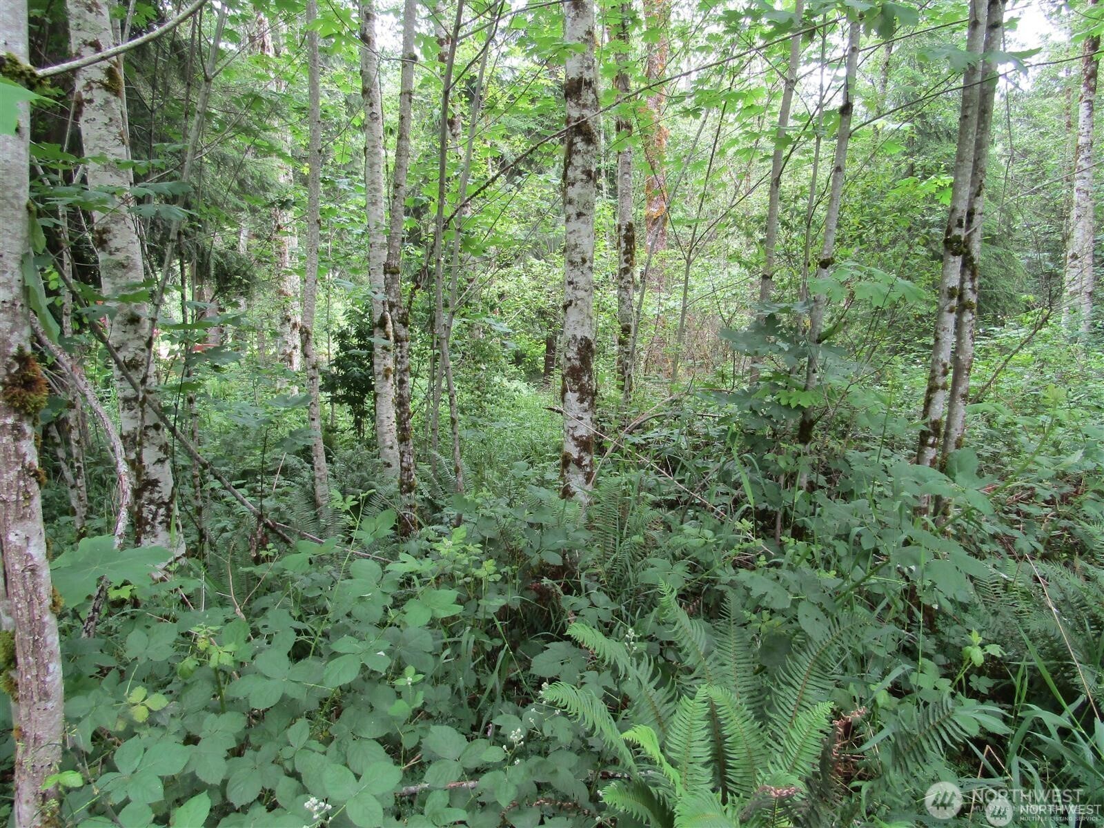 0 Davis Lake Road Morton, WA 98356 - Photo 25 of 29 a view of a lush green forest