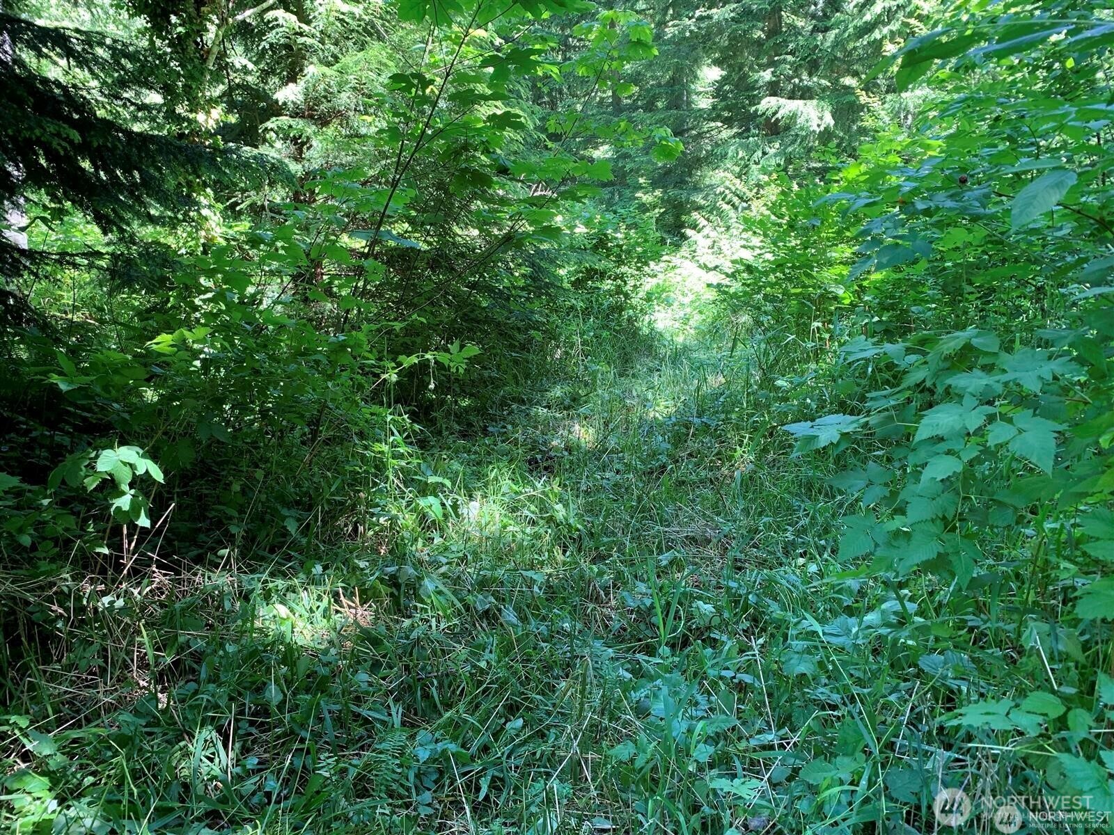 0 Davis Lake Road Morton, WA 98356 - Photo 26 of 29 a view of a lush green forest