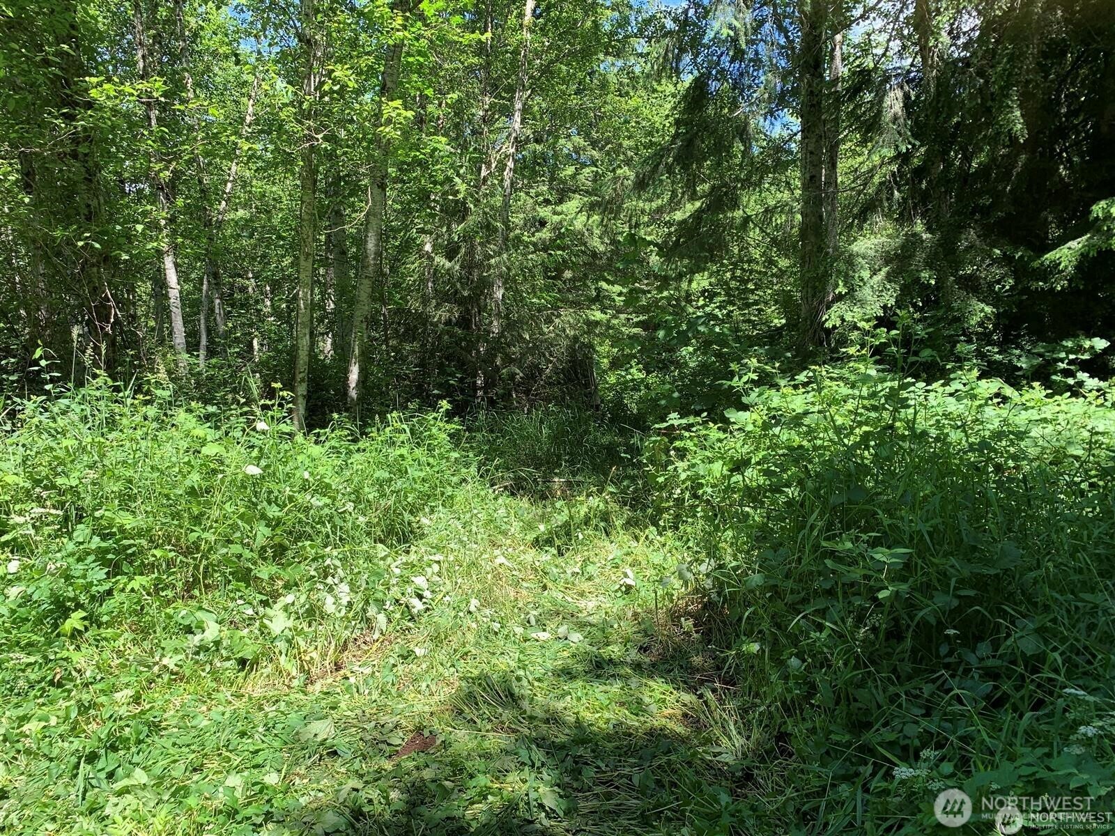 0 Davis Lake Road Morton, WA 98356 - Photo 27 of 29 a view of a lush green forest