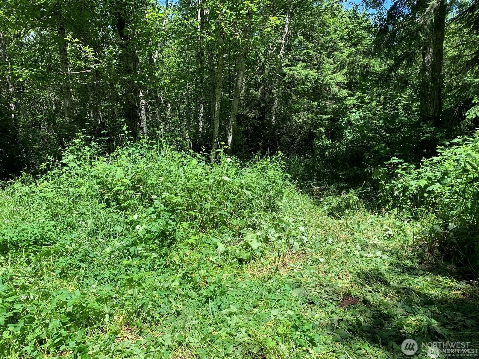 0 Davis Lake Road Morton, WA 98356 - Photo 28 of 29 a view of a lush green forest with lawn chairs