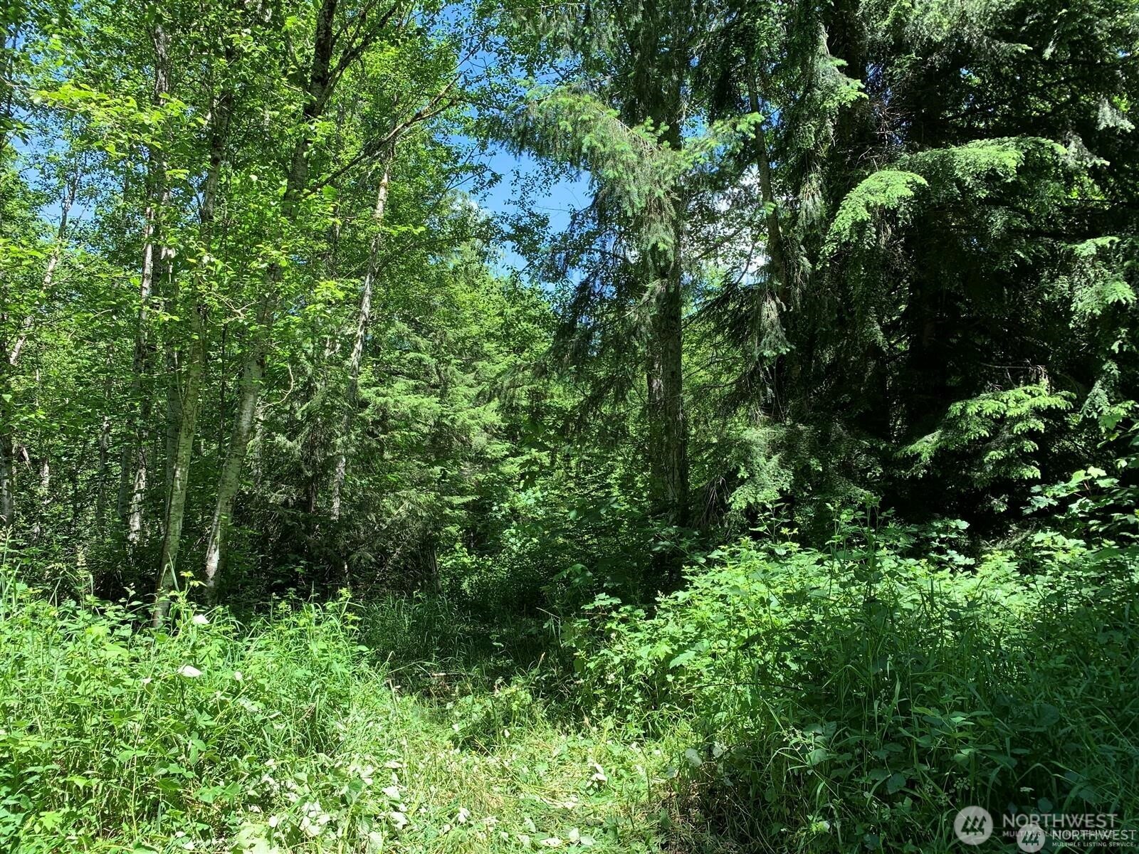 0 Davis Lake Road Morton, WA 98356 - Photo 29 of 29 a view of a lush green forest