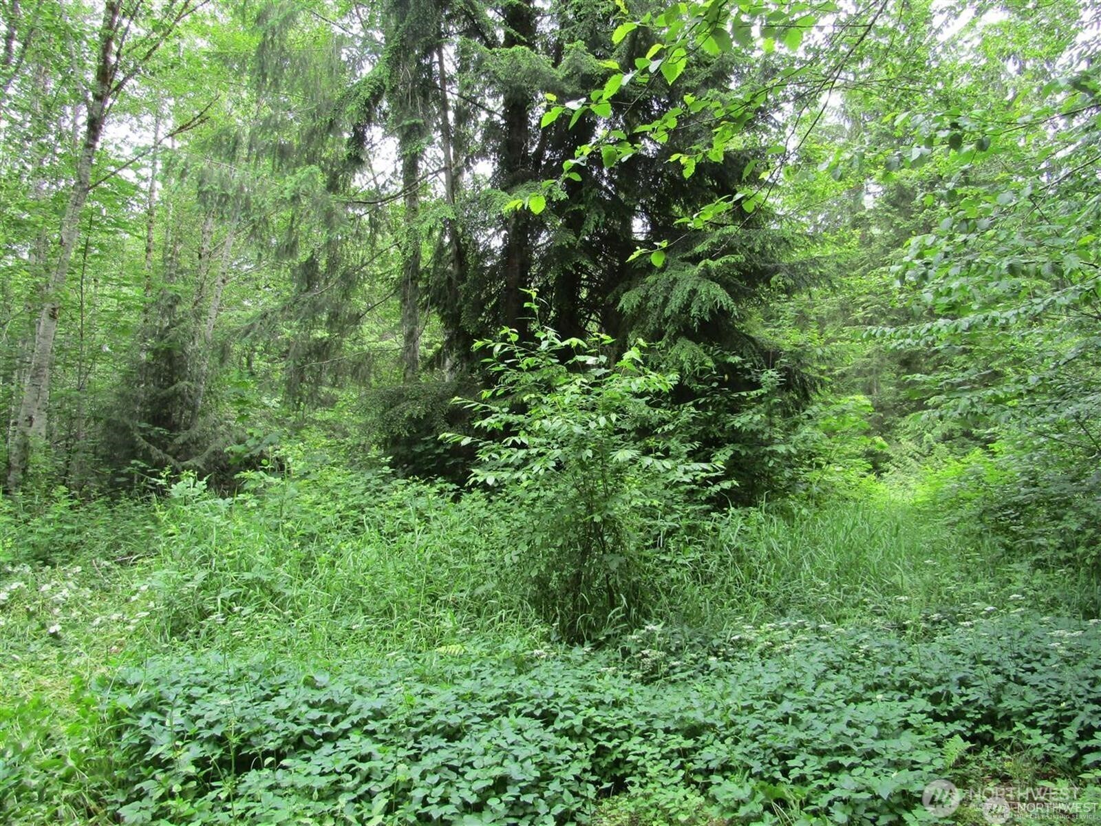 0 Davis Lake Road Morton, WA 98356 - Photo 3 of 29 a view of a lush green forest
