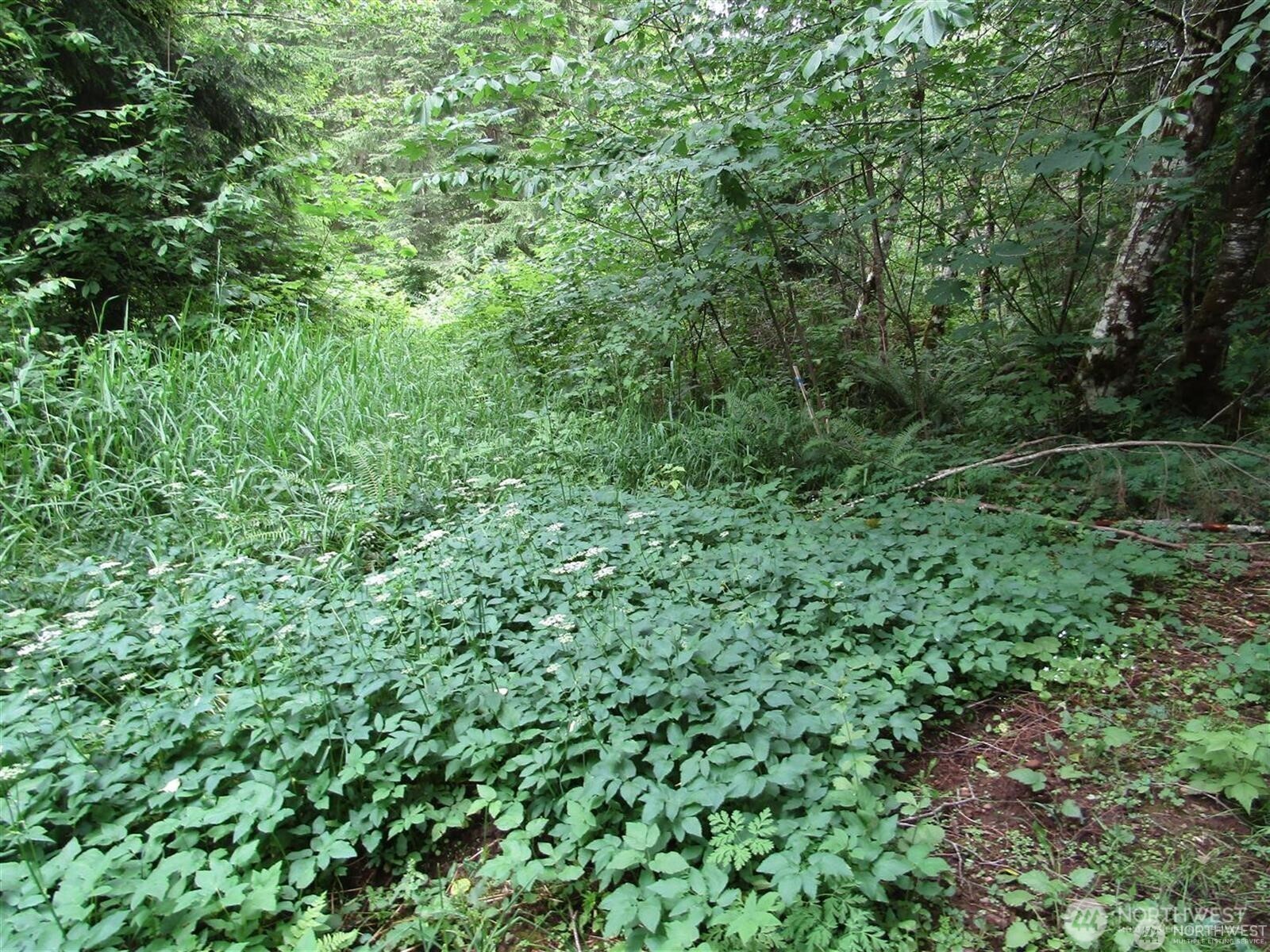 0 Davis Lake Road Morton, WA 98356 - Photo 4 of 29 a view of a lush green forest