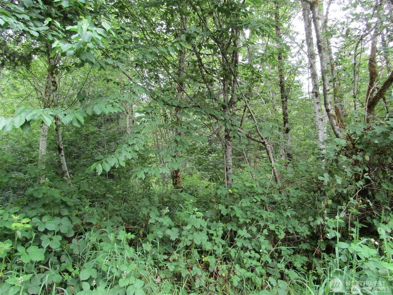 0 Davis Lake Road Morton, WA 98356 - Photo 5 of 29 a view of a lush green forest