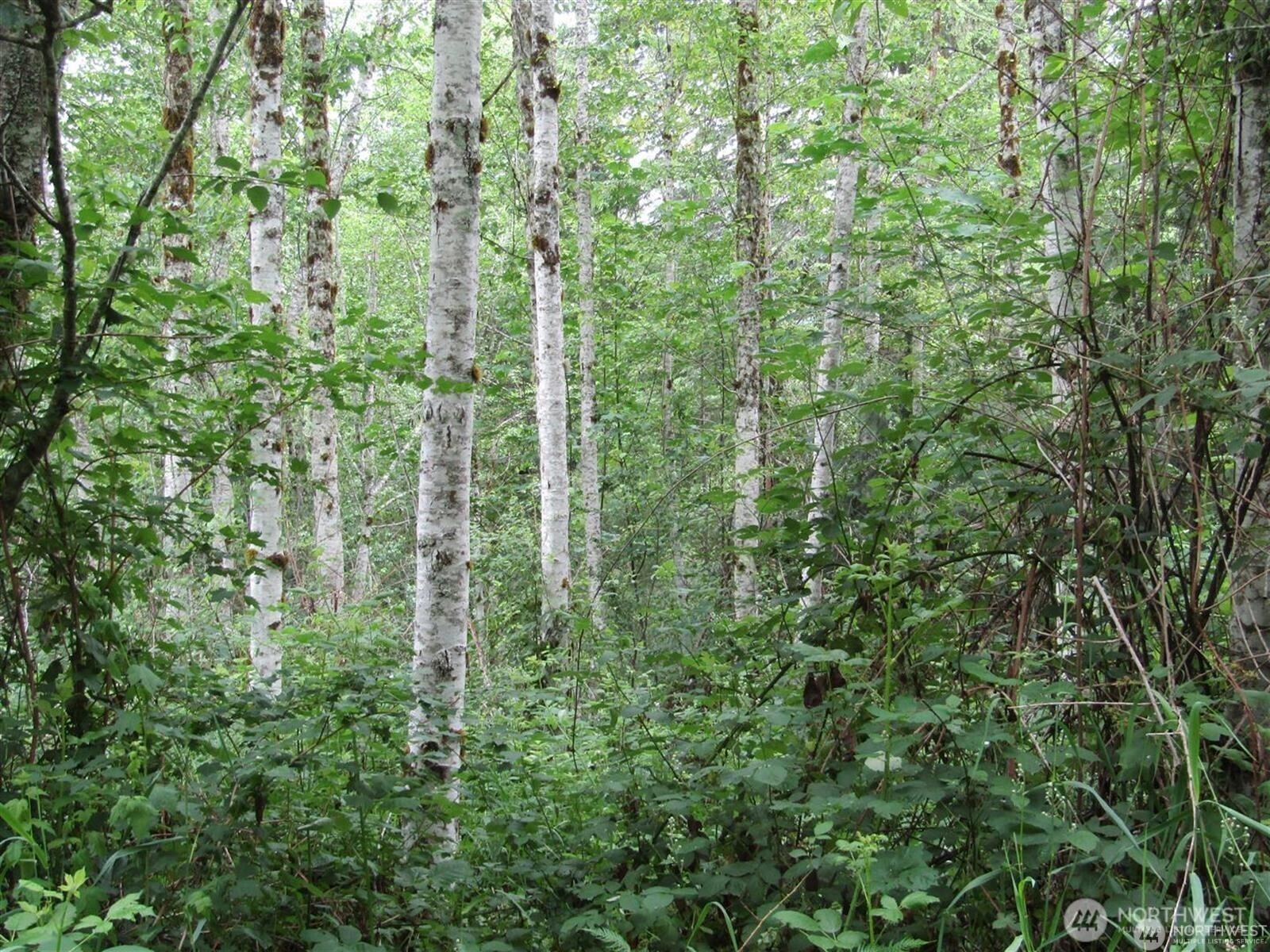 0 Davis Lake Road Morton, WA 98356 - Photo 6 of 29 a close view of a green yard