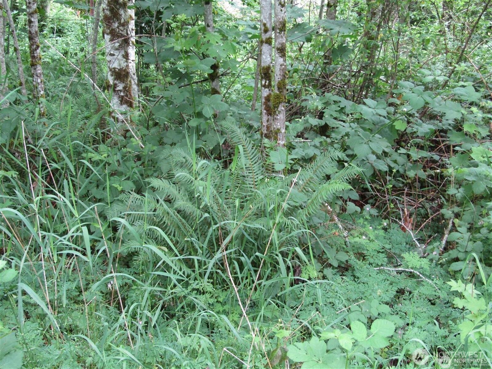 0 Davis Lake Road Morton, WA 98356 - Photo 7 of 29 an aerial view of residential house with outdoor space and trees all around