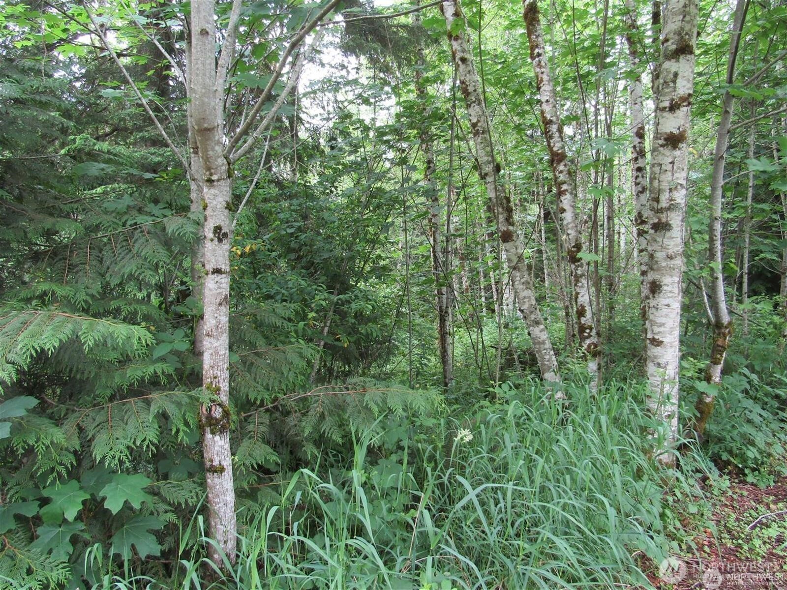 0 Davis Lake Road Morton, WA 98356 - Photo 8 of 29 a view of a lush green forest