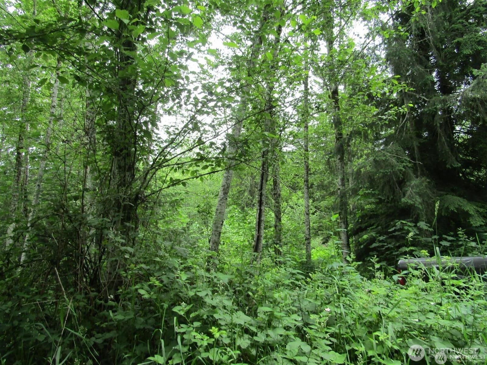 0 Davis Lake Road Morton, WA 98356 - Photo 9 of 29 a view of a lush green forest
