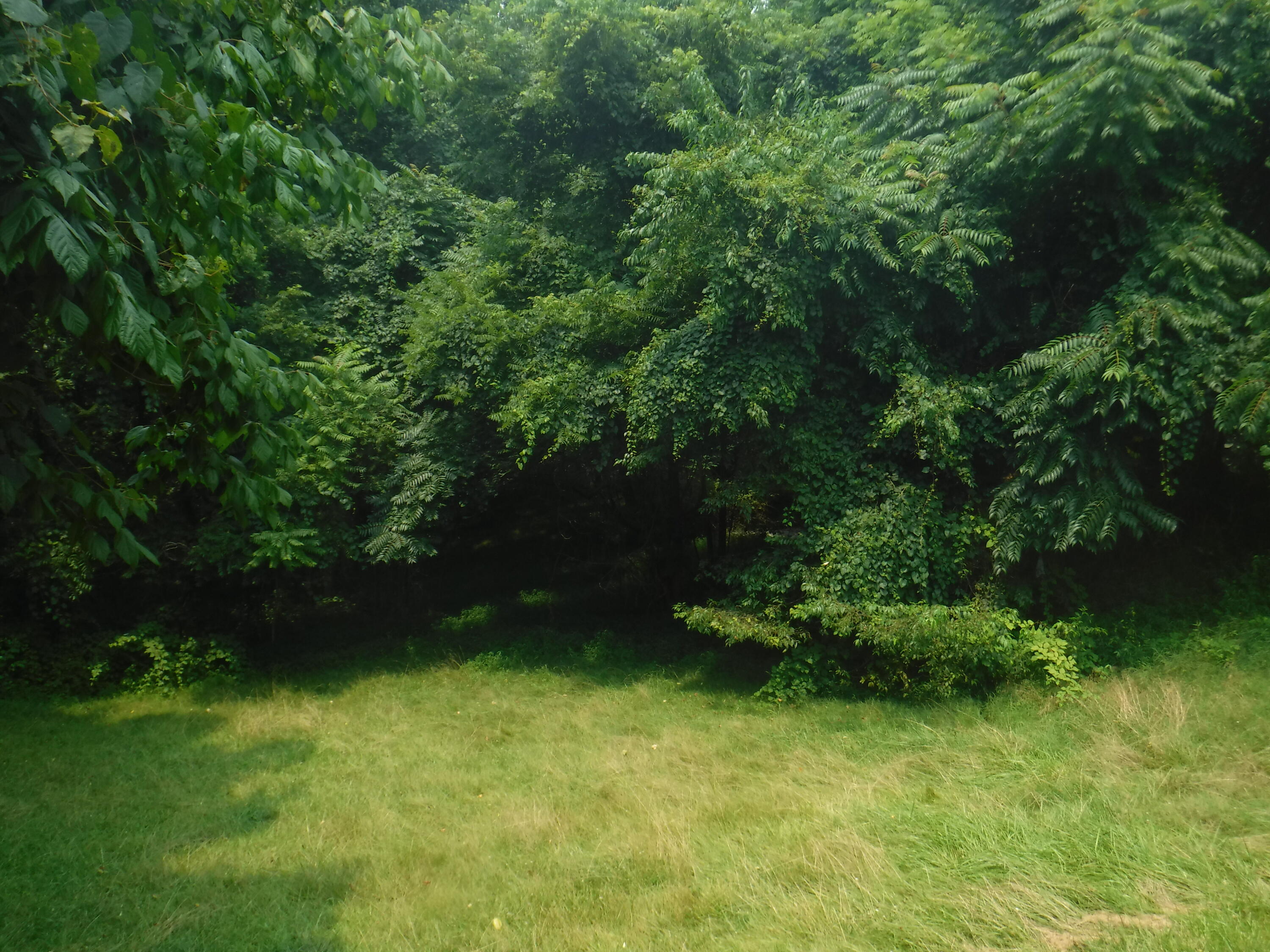 1130 Veteran Road Vinton, VA 24179 - Photo 17 of 18 back yard