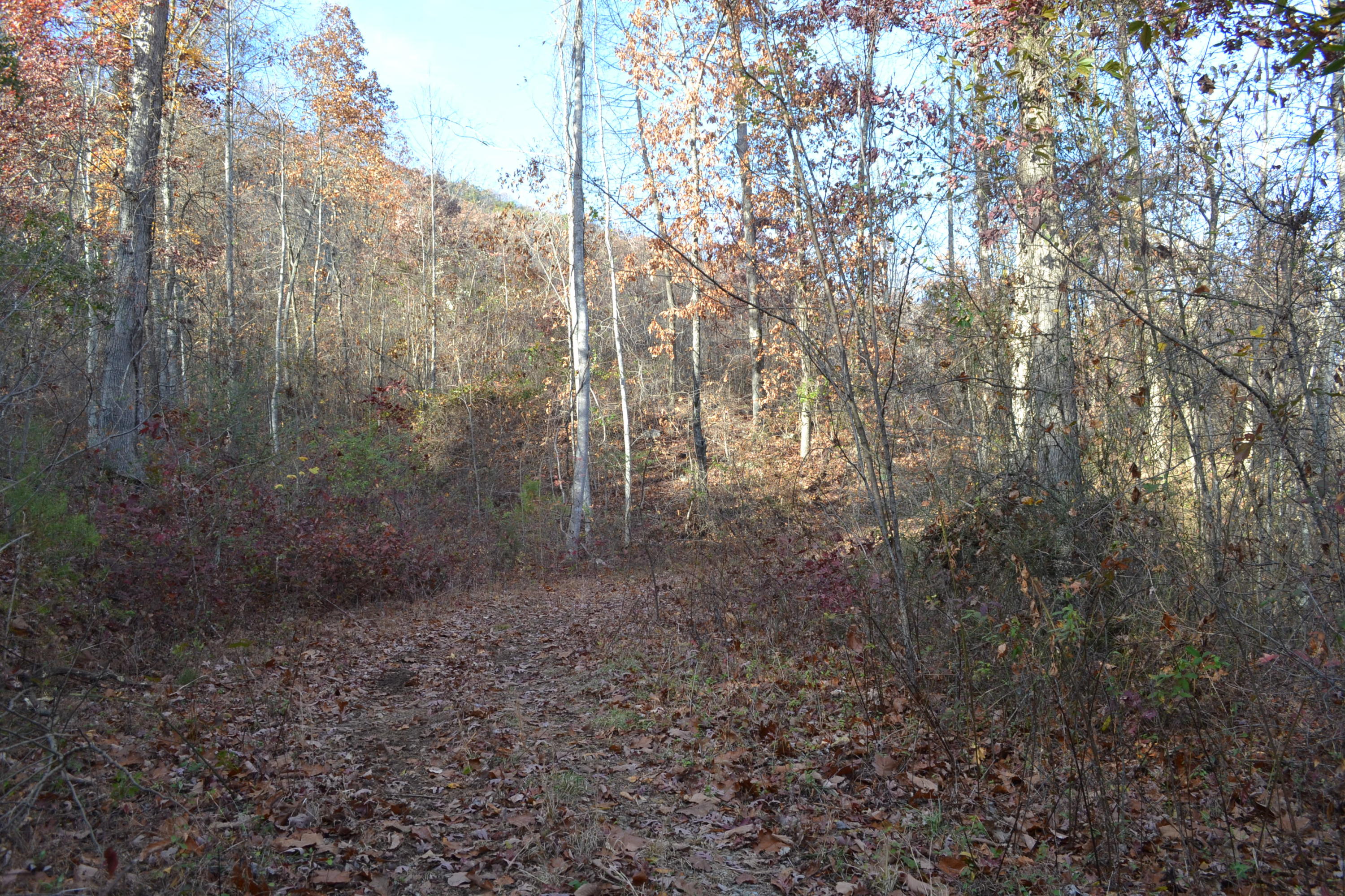 186-ac Bob Mosley Road Whitwell, TN 37397 - Photo 4 of 19 43