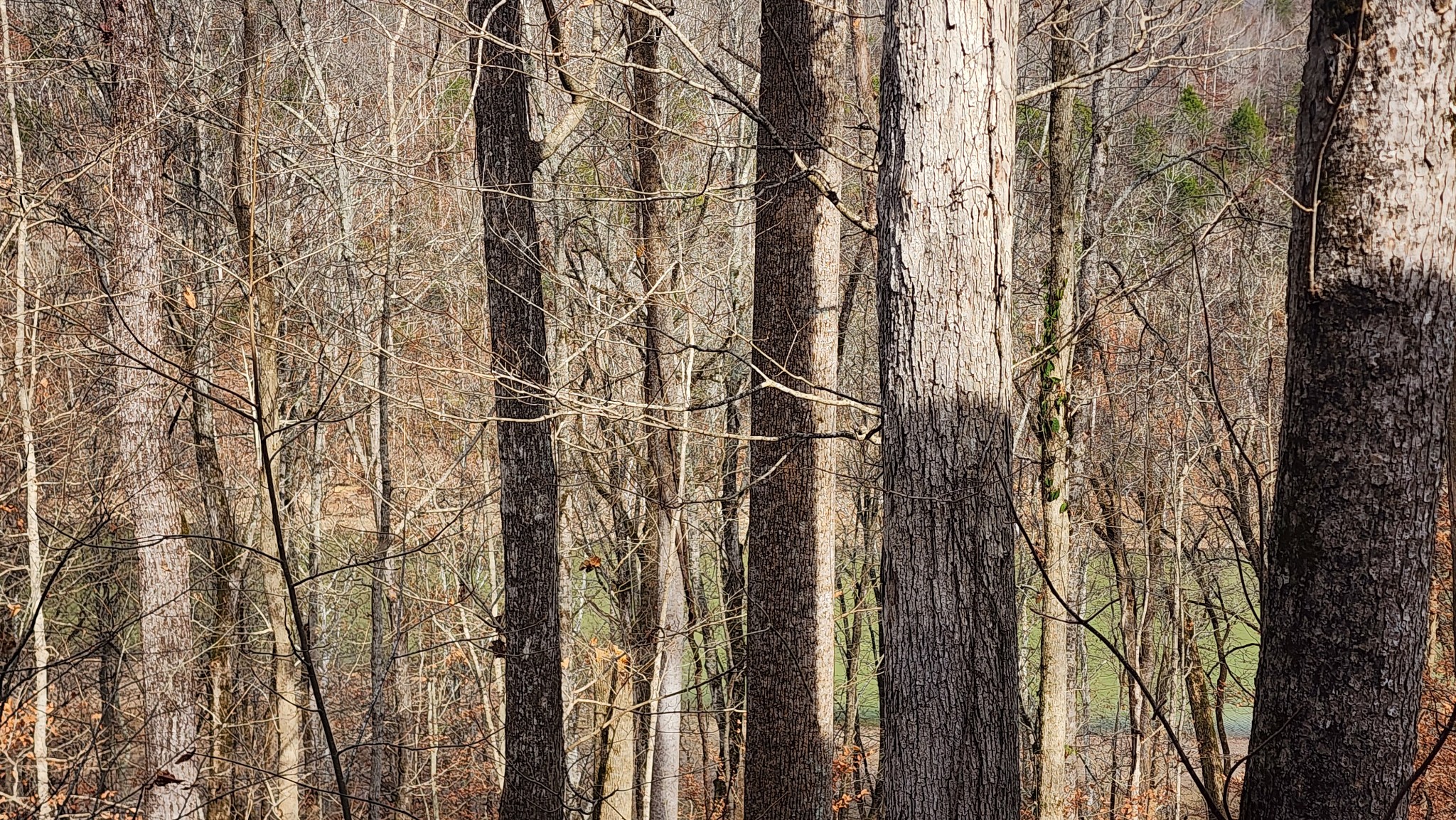 5615 Eastport Road Alpine, TN 38543 - Photo 70 of 83